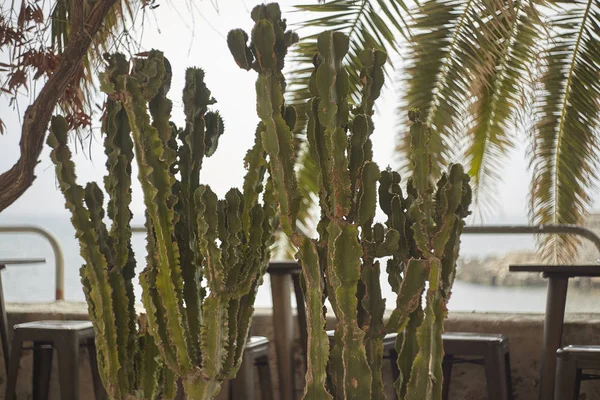 Kaktusy Wykorzystywane Jako Rośliny Ozdobne Włoskiego Piazza — Zdjęcie stockowe