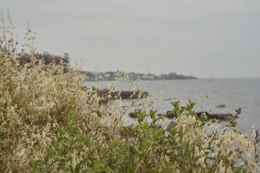Yulaf kendiliğinden Civitavecchia şehir yakınındaki İtalya kıyılarını Doğum tarihi.