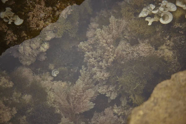 海で岩に接続されている水生植物 地中海の海洋植物の例 — ストック写真