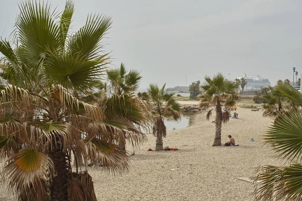 Серія Пальмові Дерева Використовується Декоративні Елементи Пляж Сівітавеккіа Італії — стокове фото