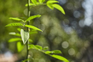 Yaprakların ayrıntıları ve bir parça tespih ağacı..