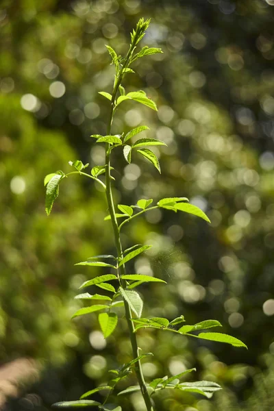 Yeşil Dal Gül Ağacı Bitkisinin Büyümesi Sonbahar Güneşinin Altında Sihirli — Stok fotoğraf