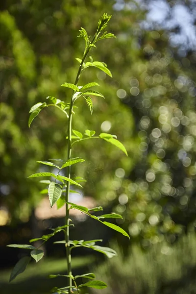 Ramita Verde Crecimiento Planta Palisandro Tomada Bajo Luz Del Sol — Foto de Stock