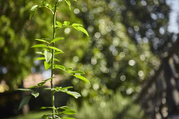 Ramita Verde Crecimiento Planta Palisandro Tomada Bajo Luz Del Sol — Foto de Stock