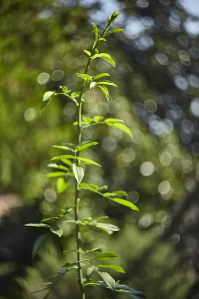 Ramita Verde Crecimiento Planta Palisandro Tomada Bajo Luz Del Sol —  Fotos de Stock