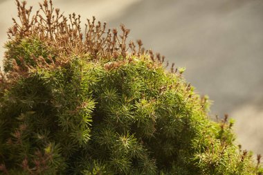 Gün batımında güneş ışığından gelen ışıktan oluşan görünen iğnelerle bir çam ağacının ayrıntıları..