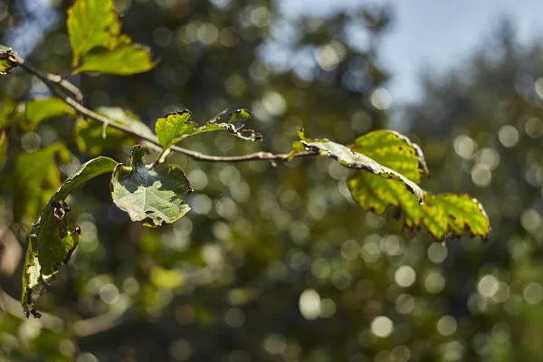 Detalle Una Ramita Planta Caqui Durante Otoño Cuando Las Hojas — Foto de Stock