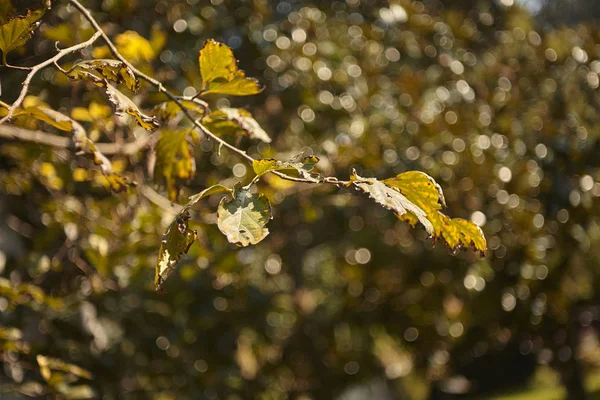 Detalle Una Ramita Planta Caqui Durante Otoño Cuando Las Hojas —  Fotos de Stock