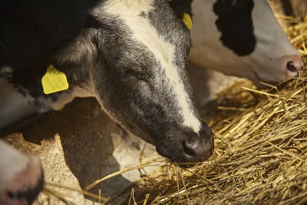 Vacas Ocupadas Comiendo Heno Saliendo Valla Para Pastar Comedero — Foto de Stock