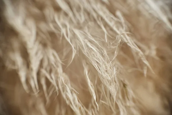 Uitgebreide Detail Van Sommige Witte Textiel Vezels — Stockfoto