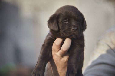 Küçük labrador köpeği elinde