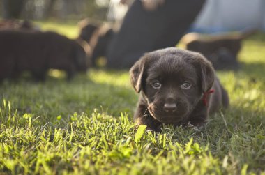 Labrador yavru köpek oyun ilk anları