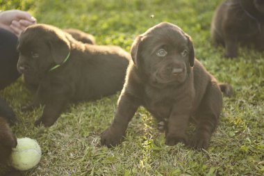 Labrador yavru bir tenis topu ile oynamak