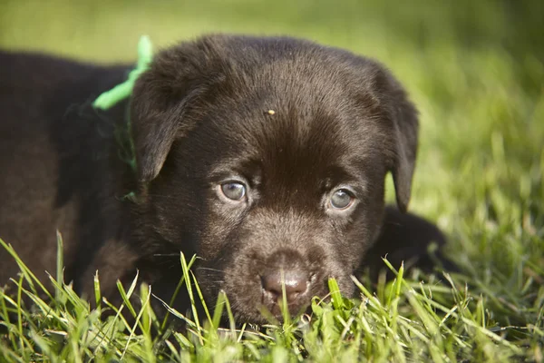 Close Filhote Cachorro Labrador — Fotografia de Stock