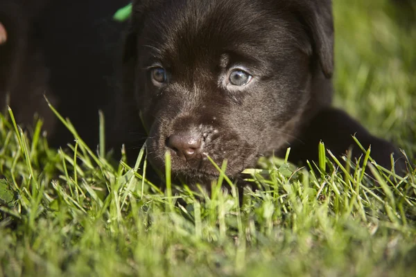 Close Labrador Puppy — стоковое фото