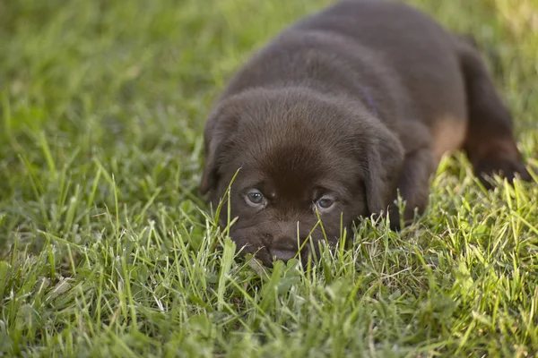 拉布拉多小狗躺在花园的绿草中 打算小睡片刻 — 图库照片