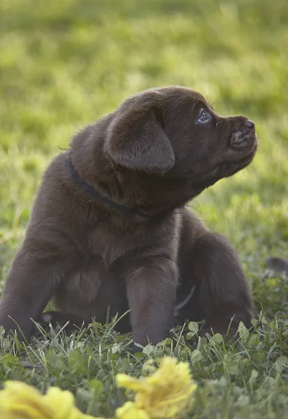 Eerste Momenten Van Het Spel Van Een Labrador Pup — Stockfoto
