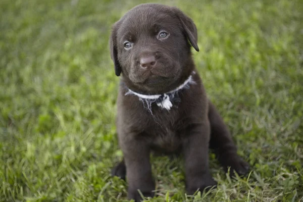 Sweet Labrador Puppy — стоковое фото