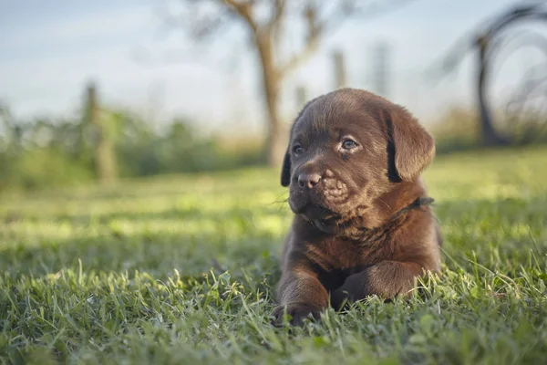 Sweet Labrador Puppy — стоковое фото