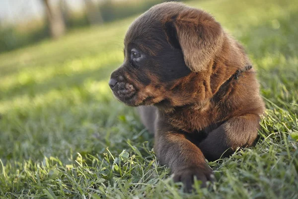 Sweet Labrador Puppy — стоковое фото