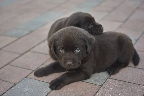 Cãozinho Labrador Deitado Chão — Fotografia de Stock