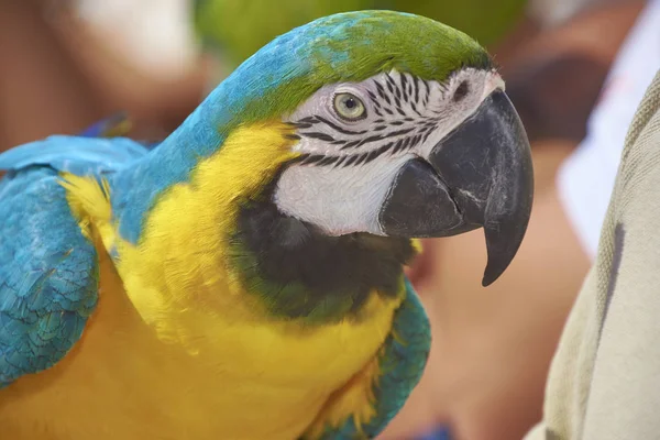 Retrato Primeiro Plano Papagaio Colorido Olhando Para Câmera — Fotografia de Stock