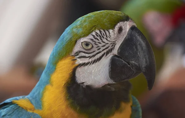 Retrato Primeiro Plano Papagaio Colorido Olhando Sala — Fotografia de Stock