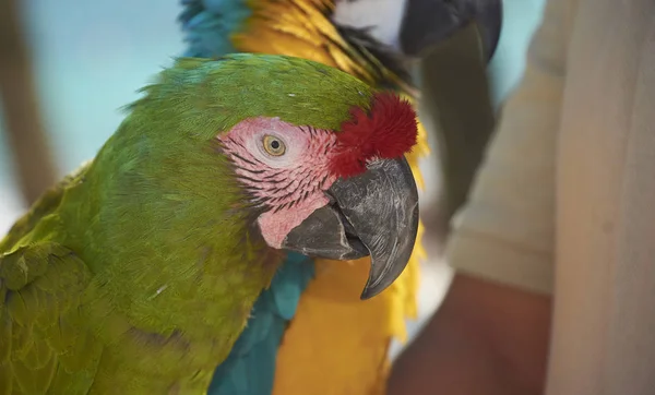 Portret Pierwszym Planie Zielona Papuga Myślą Punkt Odzyskiwania — Zdjęcie stockowe