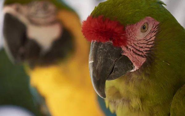 Retrato Close Unguacamayas Uma Área Sombreada — Fotografia de Stock