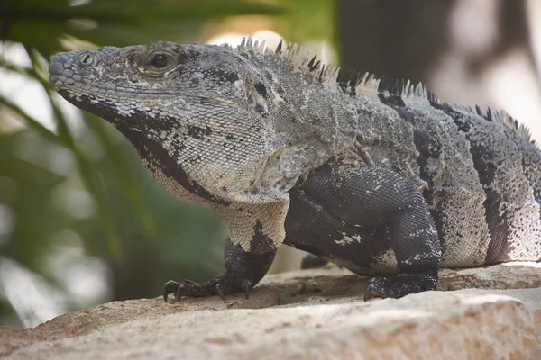 Close Portrait Green Iguana While Walking Stone Wall Mexico — Stock Photo, Image