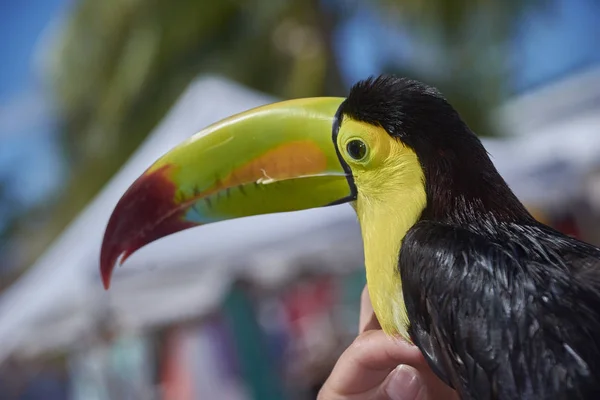 Bonito Tucano Tropical Cores Brilhantes Enquanto Está Sendo Acariciado Por — Fotografia de Stock