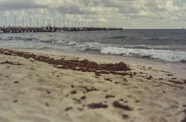 Dettaglio Alghe Sargaso Sulla Spiaggia Playa Del Carmen Messico — Foto Stock