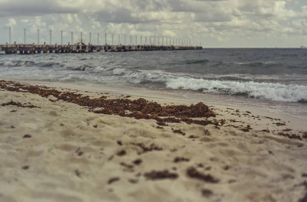 Részlet Algák Vagy Sargaso Strandon Playa Del Carmen Mexikóban — Stock Fotó