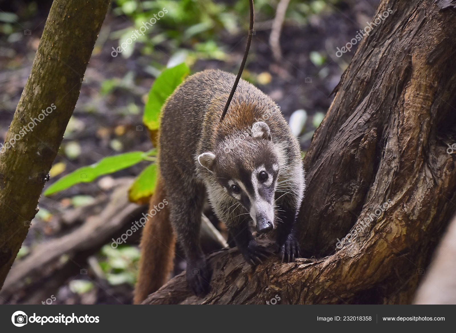 Exemplary Coat Nasua Narica Immersed Tropic Forest Lives Climbing Trees