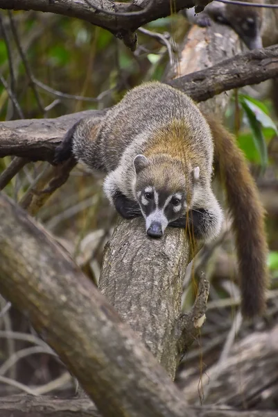 Exemplaire Manteau Nasua Narica Plongé Dans Forêt Tropicale Vit Grimpant — Photo