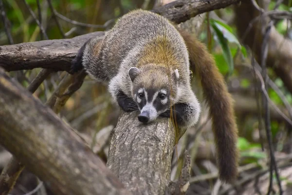 Exemplaire Manteau Nasua Narica Plongé Dans Forêt Tropicale Vit Grimpant — Photo