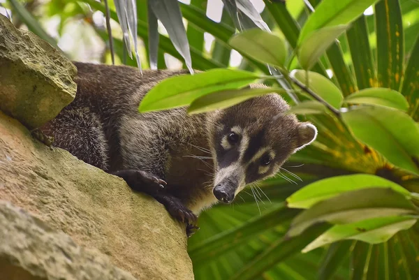 Exemplaire Manteau Nasua Narica Plongé Dans Forêt Tropicale Vit Grimpant — Photo