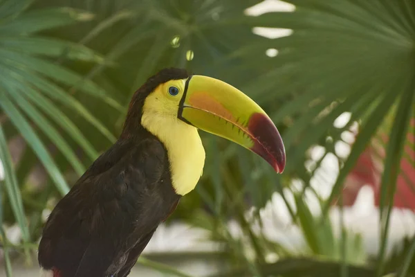 Retrato Perto Tucano Exótico Com Enorme Bico Peito Amarelo — Fotografia de Stock