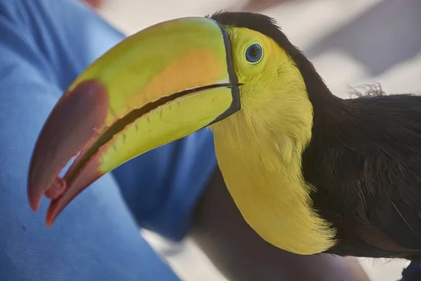 Retrato Perto Tucano Exótico Com Enorme Bico Peito Amarelo — Fotografia de Stock