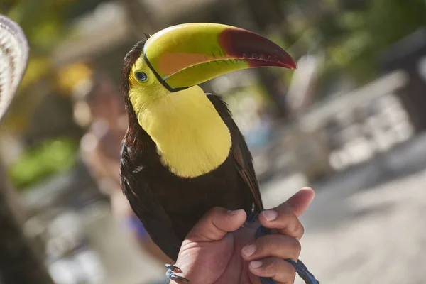 Retrato Perto Tucano Exótico Com Enorme Bico Peito Amarelo — Fotografia de Stock