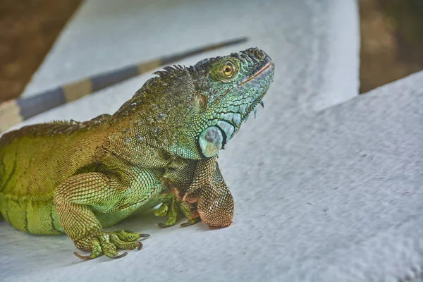 Retrato Close Uma Iguana Verde Pacífico Quietamente Descansando — Fotografia de Stock