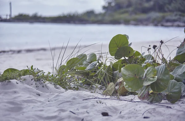 葉と草はXpu Haビーチの白い砂の上で成長します — ストック写真