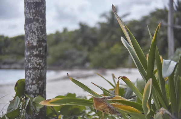 Détail Une Plante Aloe Vera Qui Pousse Naturellement Sur Plage — Photo