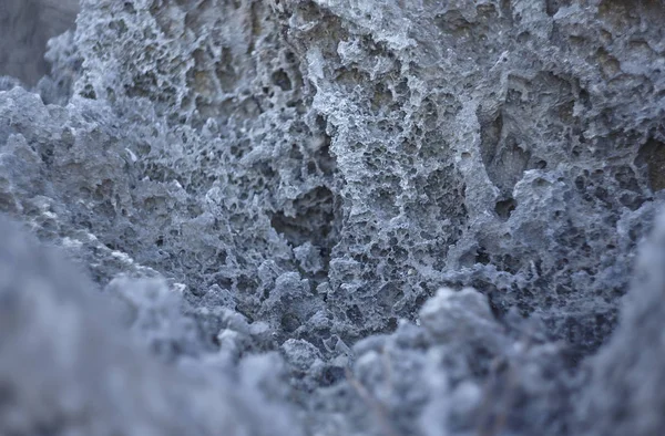 Meksika 'daki Maya Rivierası' nın tipik bir kireçtaşı kayasının detayları.
