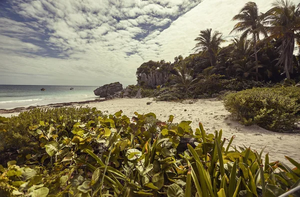 View Beautiful Caribbean Beach Lush Vegetation Palm Trees Blue Sky — Stock Photo, Image