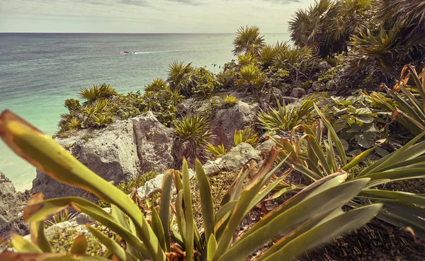 Aloe Vera Plants Foreground Open View Caribbean Sea Tulum Mexico — Stock Photo, Image