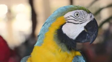 Meksika'dan renkli bir papağan çekim
