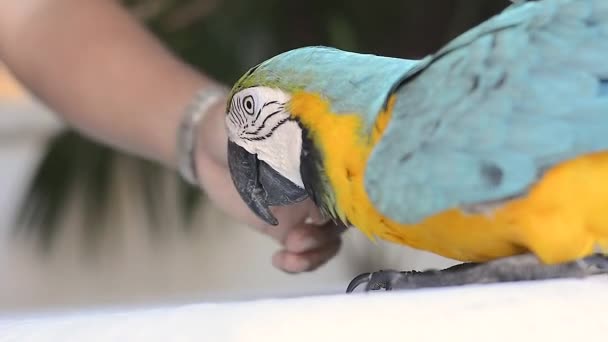 Tirer sur un perroquet coloré alors qu'il se lève et s'accroche à une main humaine 