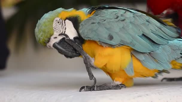 Shooting Colorful Parrot Mexico — Stock Video