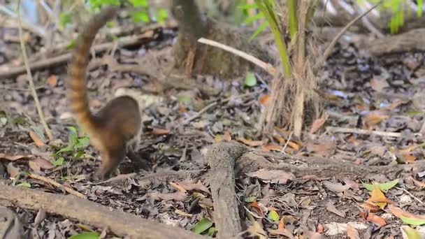 コート ハナジロハナグマ 彼が住んでいる熱帯森林に浸漬の模範的です — ストック動画